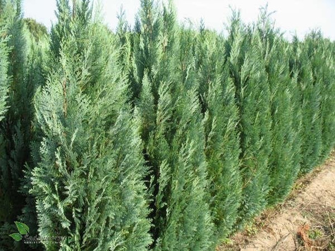 Cyprysik lawsona Pembury Blue