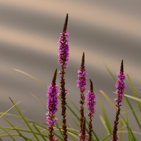 Przetacznik kłosowy różowy (P9)