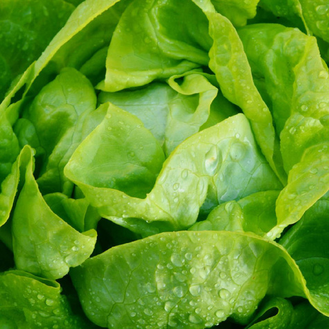 ZESTAW ALLEGRO Sałata masłowa Królowa Majowych wczesna 2g