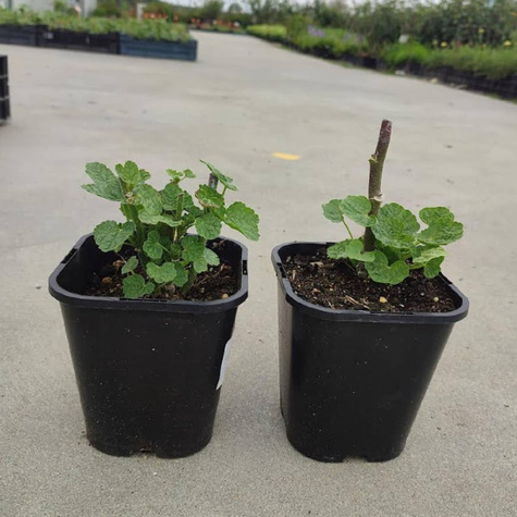 Malwa różowa Spring Celebrities Carmine Rose