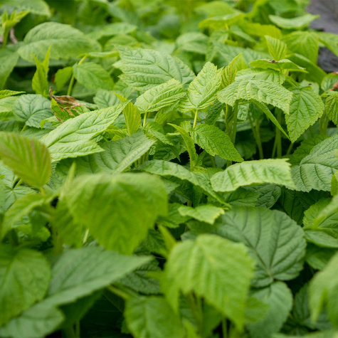 Jeżyna bezkolcowa Patio Black karłowa na balkon