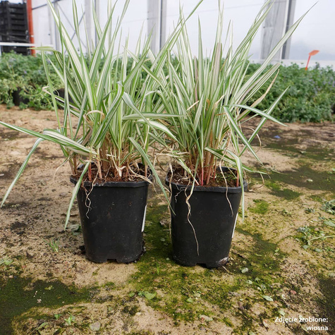 Mozga trzcinowata Feesey