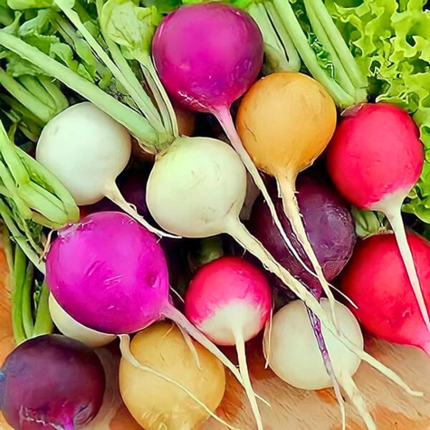 Rzodkiewka kolorowa mieszanka 5g