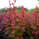 Berberys Thunberga Orange Sunrise (C1.7)