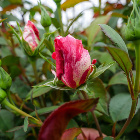 Róża szczepiona na pniu dwubarwna biało-różowa