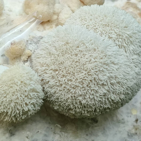 Soplówka jeżowata GROW KIT