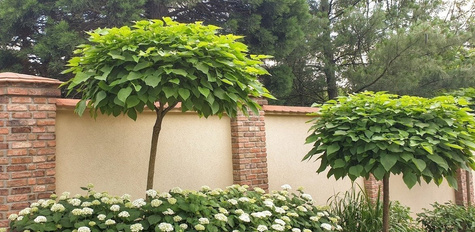 Katalpa szczepiona na pniu Surmia Bignoniowa Nana (Pa 160/200, obw. 6-10, H-200/300)