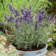 Lawenda wąskolistna Lavici Blue (C2) 