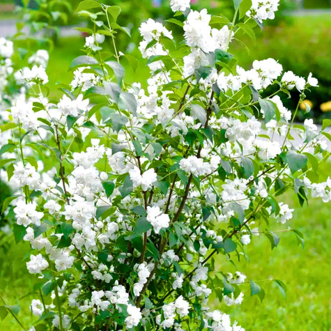 Jaśminowiec Schneestrum (C2)