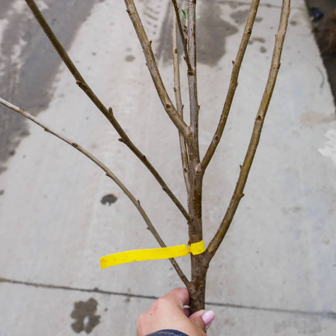 Wiśnia Wołyńska Plant Pack