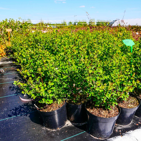 Śnieguliczka Chenaulta Hancock (C2)