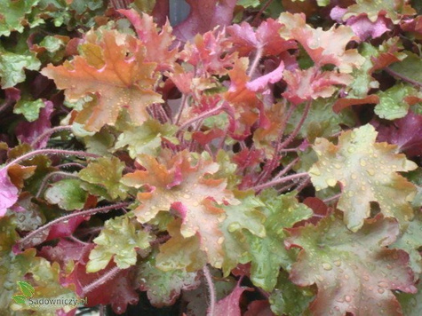 Żurawka ogrodowa Ginger Peach (C2)