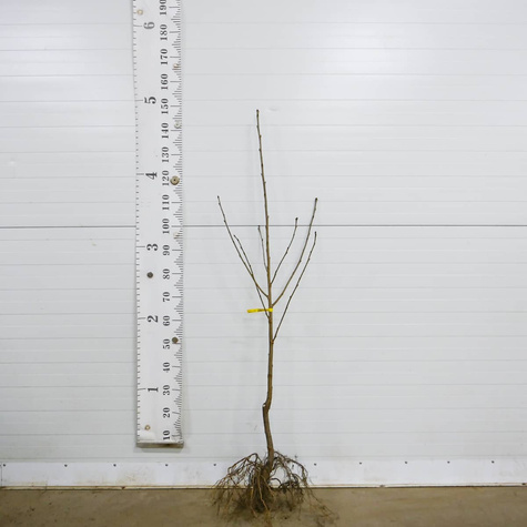 Czereśnia Summit Plant Pack