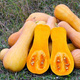 Dynia piżmowa Butternut 1g