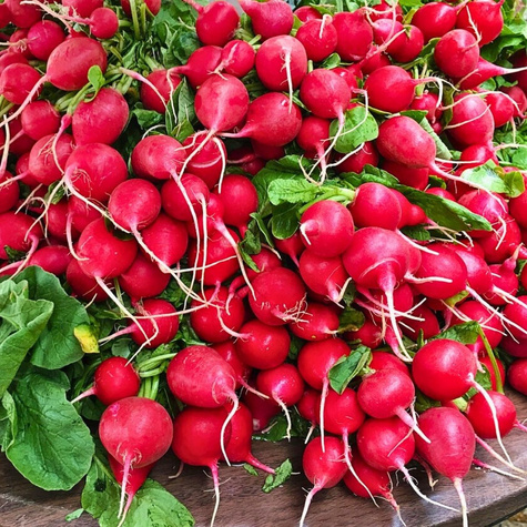 Rzodkiewka Ester okrągła 5g