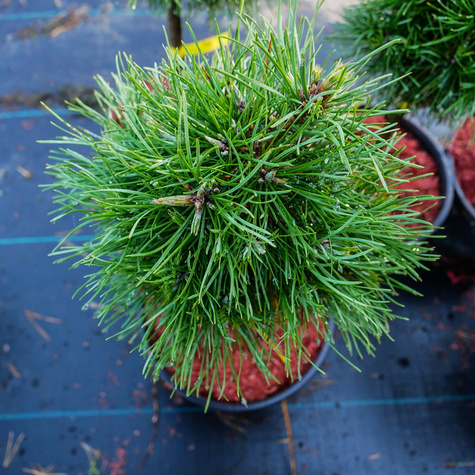 Sosna Globosa Virdis szczepiona na pniu Pa 40cm