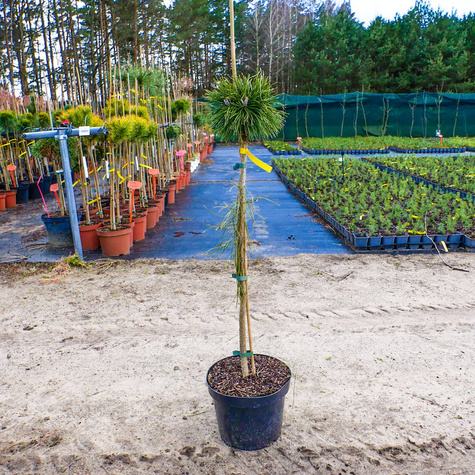 Sosna kosodrzewina Benjamin szczepiona Pa60