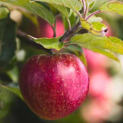 Jabłoń Red Prince Plant Pack