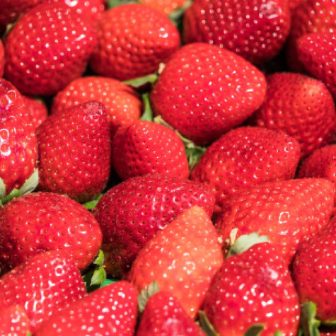 Truskawka Vibrant BARDZO WCZESNA ODMIANA sadzonki DUŻE SMACZNE OWOCE 10 szt