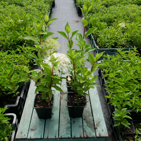 Hortensja bukietowa Pink Rose (P9)