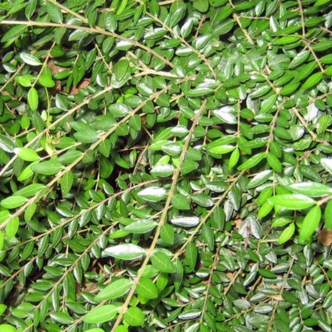 Suchodrzew lśniący mirtolistny 'Hohenheimer Findling' (C2)