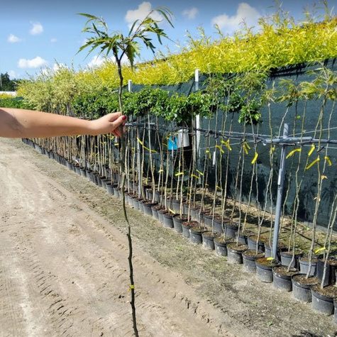 Buk pospolity Mercedes (C2)