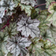 Żurawka ogrodowa Iced Lilac (C2)