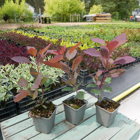 Perukowiec podolski Grace (P9)