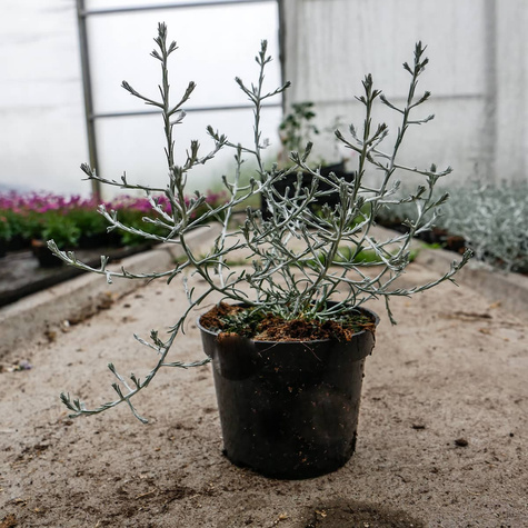 Drutowiec Calocephalus Silver Bush