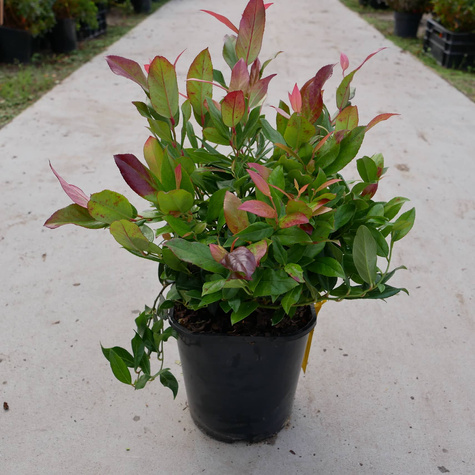 Kiścień Scarletta (C2)