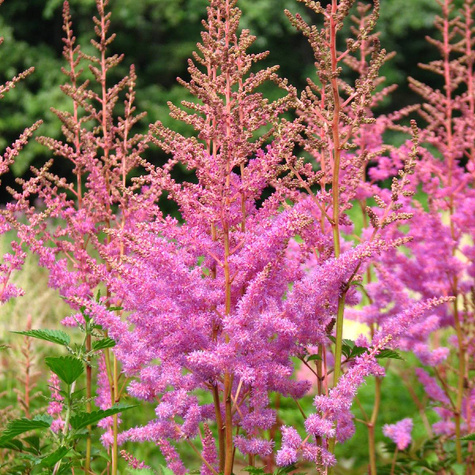 Tawułka Arendsa Amethyst jasnoróżowa (C2)