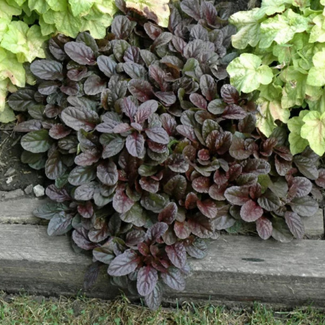 Dąbrówka rozłogowa Black Scallop (C2)