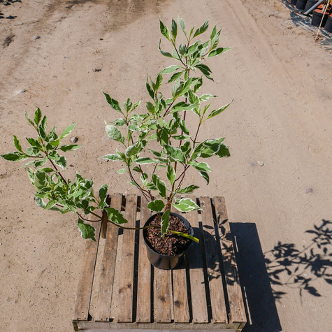 Dereń biały Elegantissima (C2)