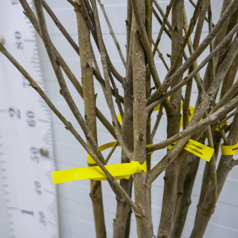 Czereśnia Majówka wczesna Plant Pack