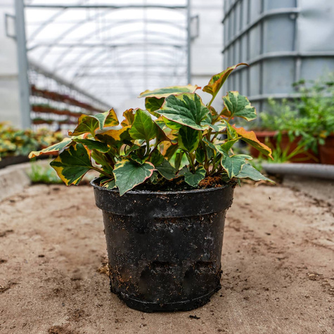 Pstrolistka sercowata Cameleon Hotunia Tułacz Pstry Egzotyka SADZONKA pachnie pomarańczą