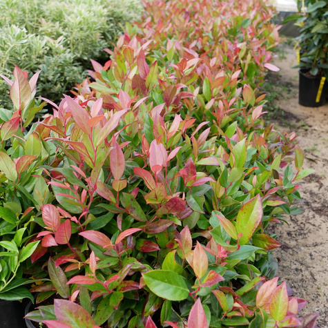 Kiścień Scarletta (C2)