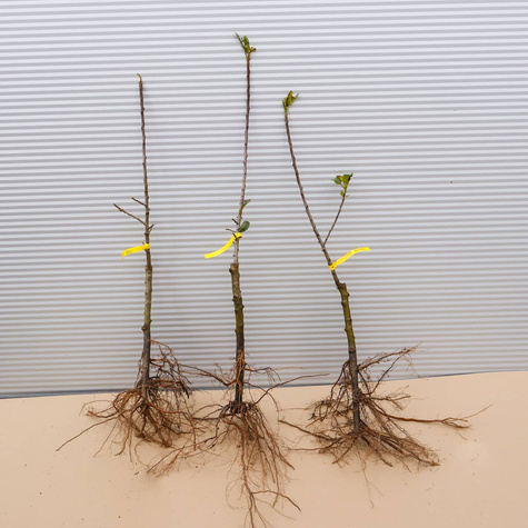 Jabłoń kolumnowa Galina MINI Plant Pack