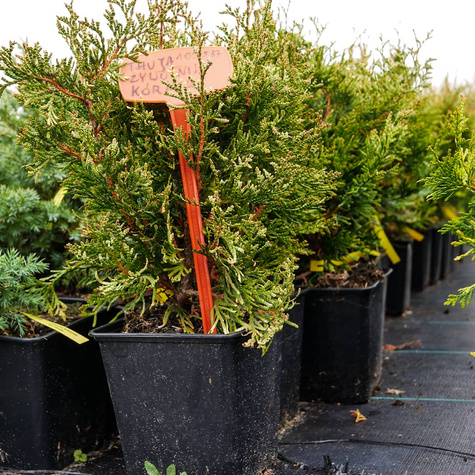Thuja Tuja Żywotnik olbrzymi Kórnik 3