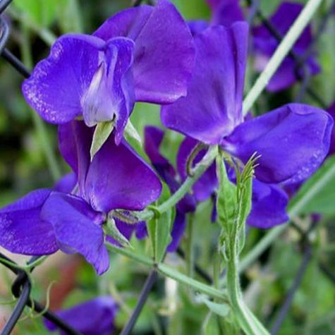 Groszek pachnący niebieski 3g