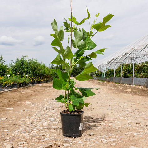 Tulipanowiec amerykański (C7)