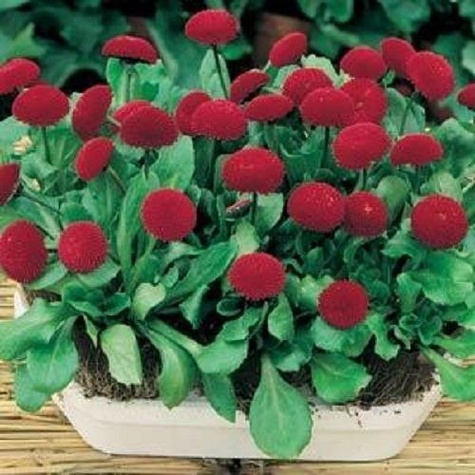 Stokrotka Stokrotki czerwona sadzonka w doniczce