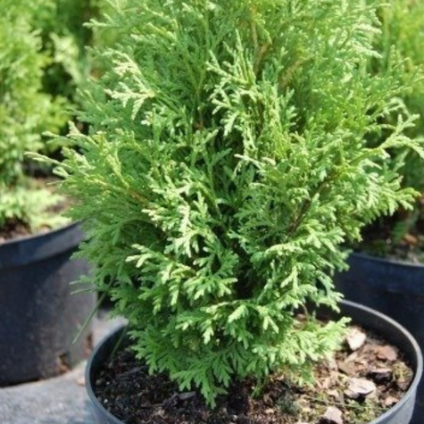 Thuja Tuja Żywotnik zachodni Holmstrup (C2)