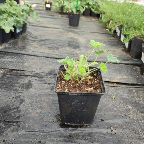 Przywrotnik ostroklapowy Thriller