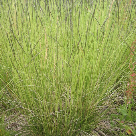 Bliźniczka psia trawka