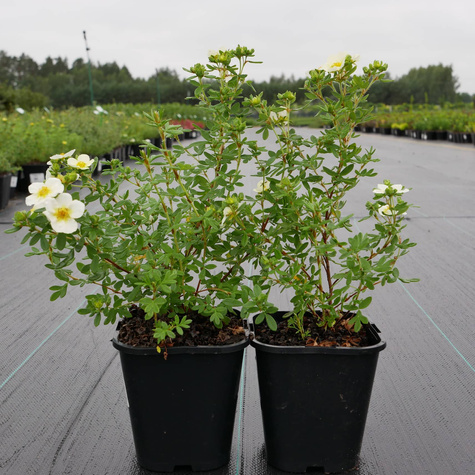 Pięciornik krzewiasty 'Limelight' (C2)