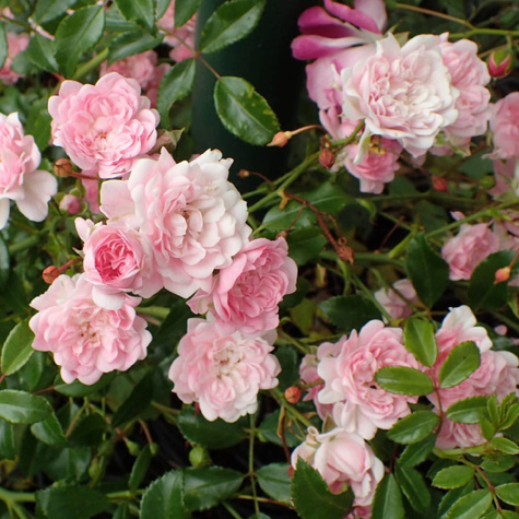 Róża okrywowa różowa