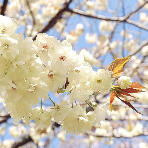 Czereśnia Bladoróżowa Miodówka Jasna w doniczce (C2)