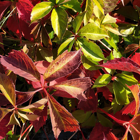 Winobluszcz zaroślowy pięciolistkowy Miododajny doniczka C2