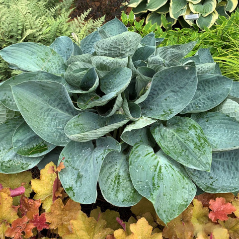 Funkia Hosta Abiqua Drinking Gourd (C2)