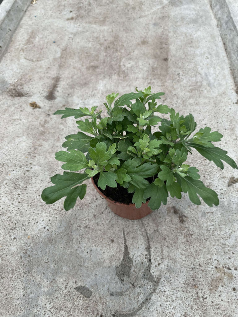 Chryzantema drobnokwiatowa Jasoda Red sadzonki w doniczce P11